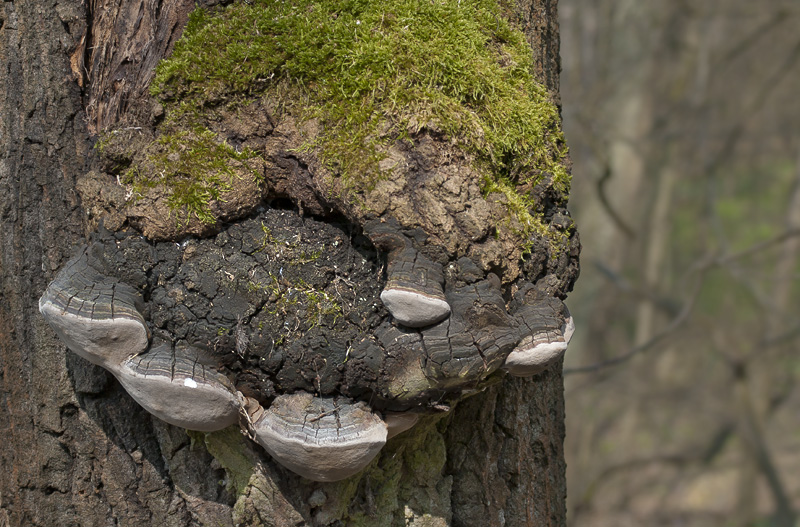 Phellinus tremulae